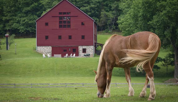 Horse grazing in front of a red barn